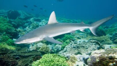 Tubarão é visto usando raia-manta como coçador no México