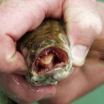 Americanos devem decapitar peixe invasor que ‘caminha’ por terra firme
