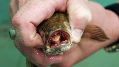 Americanos devem decapitar peixe invasor que ‘caminha’ por terra firme