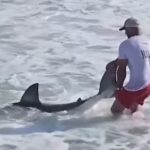 Vídeo flagra momento em que pescador solta tubarão-branco em Nantucket