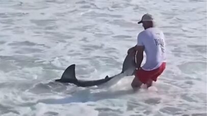 Vídeo flagra momento em que pescador solta tubarão-branco em Nantucket
