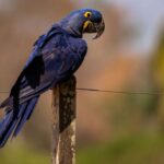 Arara-azul reaparece em lista nacional de espécies ameaçadas