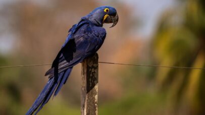 Arara-azul reaparece em lista nacional de espécies ameaçadas
