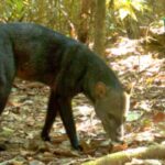 Estudo sobre o cachorro fantasma da Amazônia revela segredos da espécie