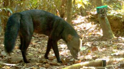 Estudo sobre o cachorro fantasma da Amazônia revela segredos da espécie