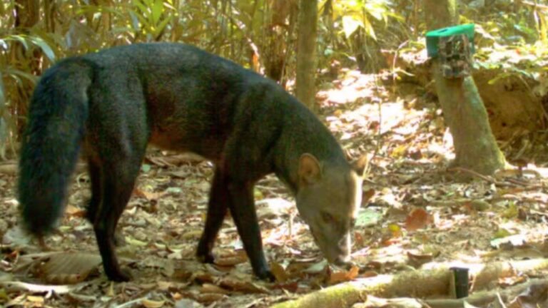 Estudo sobre o cachorro fantasma da Amazônia revela segredos da espécie