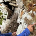 Descoberta revela pinturas rupestres inéditas na Amazônia