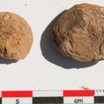 Batatas de 500 anos revelam segredos da dieta do Império Inca
