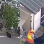Urso-negro que paralisou cidade no Japão é capturado após dias de buscas
