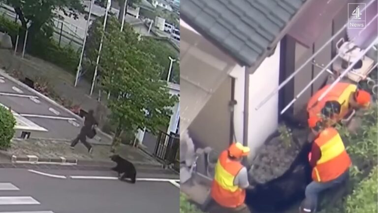 Urso-negro que paralisou cidade no Japão é capturado após dias de buscas