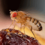 Cientistas descobrem como mosca armazena espermatozoides gigantes
