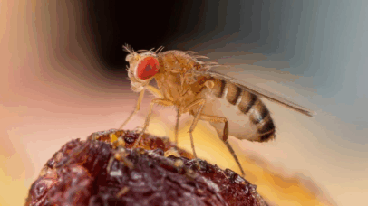 Cientistas descobrem como mosca armazena espermatozoides gigantes