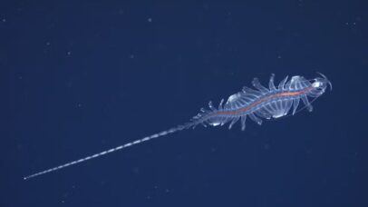 Expedição encontra 31 novas espécies marinhas na costa do país