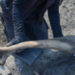 Mamute da Era do Gelo revela costumes humanos de 27.000 anos atrás
