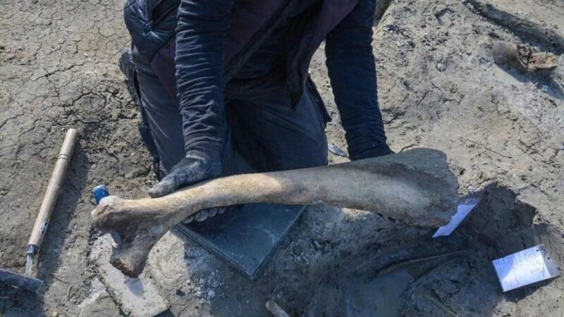Fotografia de ossos de mamute da Era do Gelo extraído do sítio arqueológico
