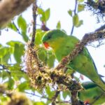 Periquito descoberto em 1920, visto só uma vez, é reencontrado na Indonésia