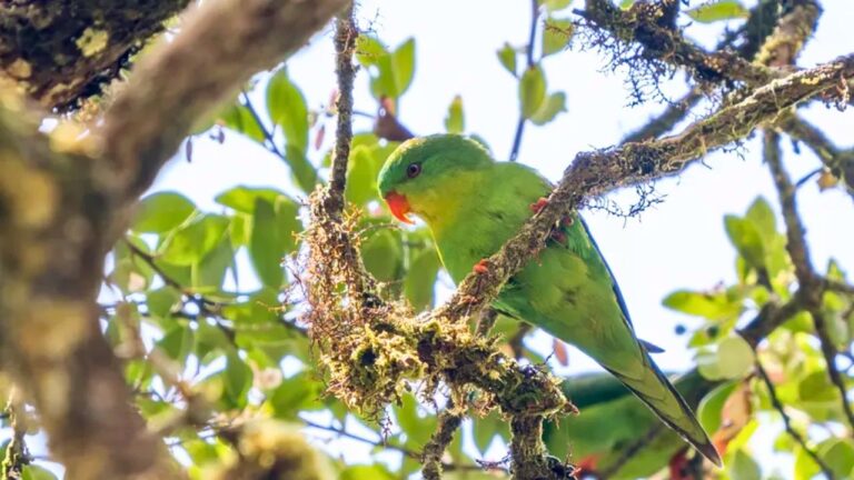 Periquito descoberto em 1920, visto só uma vez, é reencontrado na Indonésia