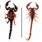 Pesquisadores brasileiros descobrem duas espécies novas de escorpião na Amazônia
