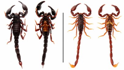 Pesquisadores brasileiros descobrem duas espécies novas de escorpião na Amazônia