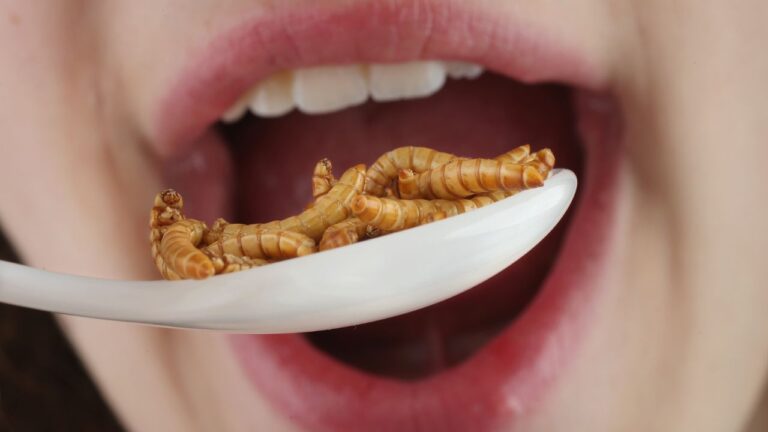 Novo estudo revela por que a humanidade passou a comer menos insetos