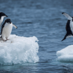 Costa da Antártica perde área de gelo marinho equivalente ao tamanho da França