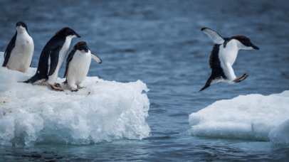 Costa da Antártica perde área de gelo marinho equivalente ao tamanho da França