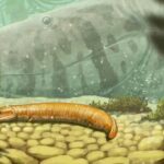 Primeiro vertebrado terrestre pode ser bem diferente de como imaginávamos