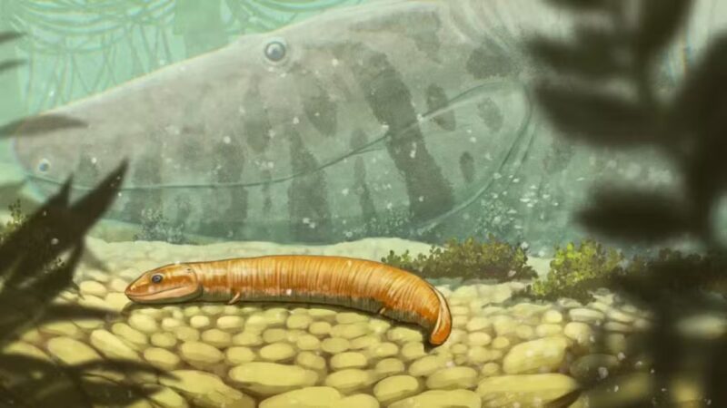 Ilustração do Primeiro vertebrado terrestre