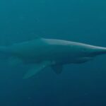 Cientistas conseguem filmar o tubarão-duende em seu habitat pela primeira vez