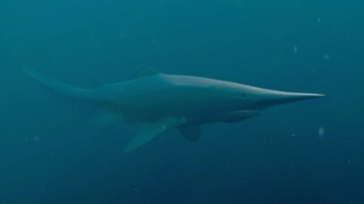 Cientistas conseguem filmar o tubarão-duende em seu habitat pela primeira vez