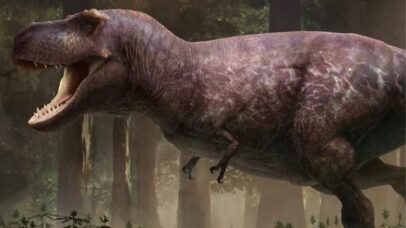 Tiranossauro Rex crescia até os 40 anos, revela estudo com fósseis