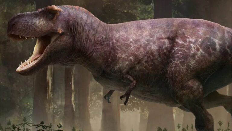 Tiranossauro Rex crescia até os 40 anos, revela estudo com fósseis