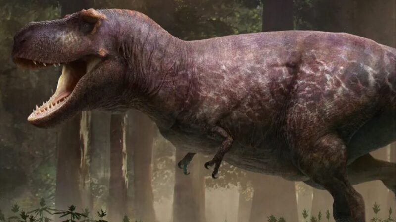 Tiranossauro Rex crescia até os 40 anos, revela estudo com fósseis