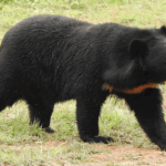 Cidade japonesa fecha escolas após avistamento de urso