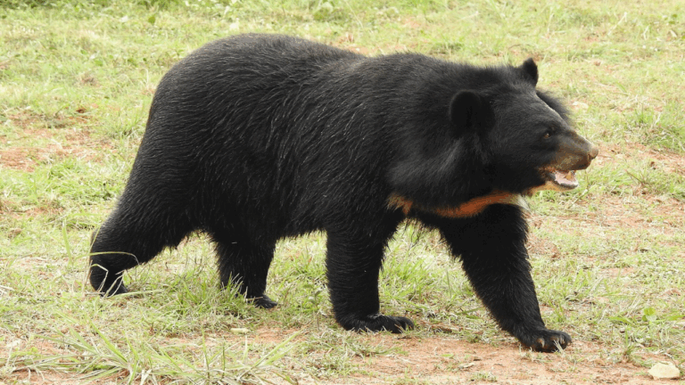 Cidade japonesa fecha escolas após avistamento de urso