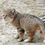 Veja vídeo que revelou população inédita de gato selvagem na África