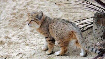 Foto de Gato-da-areia revelado em Vídeo do Youtube