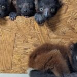 Quadrigêmeos de lêmure ameaçado nascem em zoológico inglês
