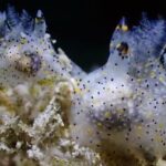 Nova espécie minúscula de lesma-do-mar é descoberta em Taiwan