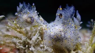 Nova espécie minúscula de lesma-do-mar é descoberta em Taiwan