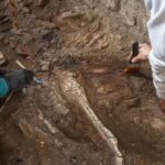 Esqueletos de equídeos revelam drama da erupção do Vesúvio em Pompeia