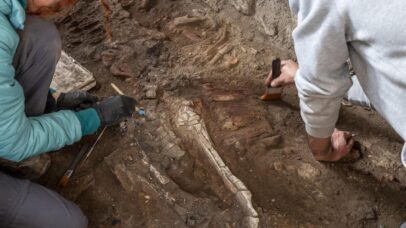 Esqueletos de equídeos revelam drama da erupção do Vesúvio em Pompeia