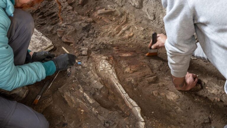 Esqueletos de equídeos revelam drama da erupção do Vesúvio em Pompeia