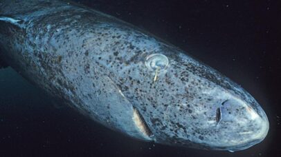 Estudo de genoma do tubarão-da-Groenlândia revela segredo da longevidade