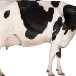 Quando o mundo era medido pelo mugido de uma vaca na Índia antiga