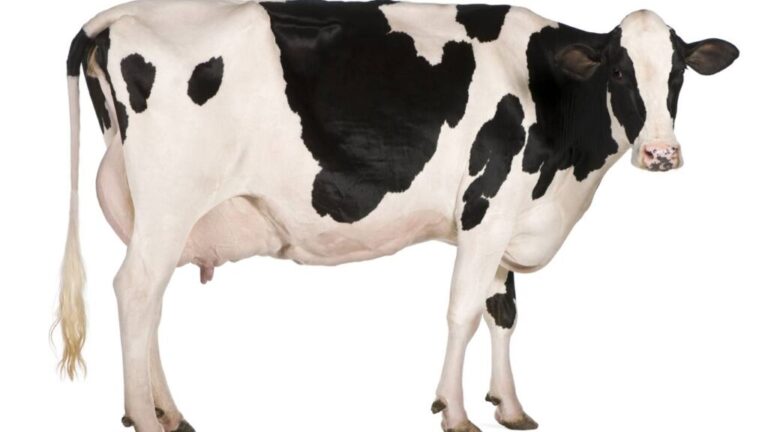 Quando o mundo era medido pelo mugido de uma vaca na Índia antiga