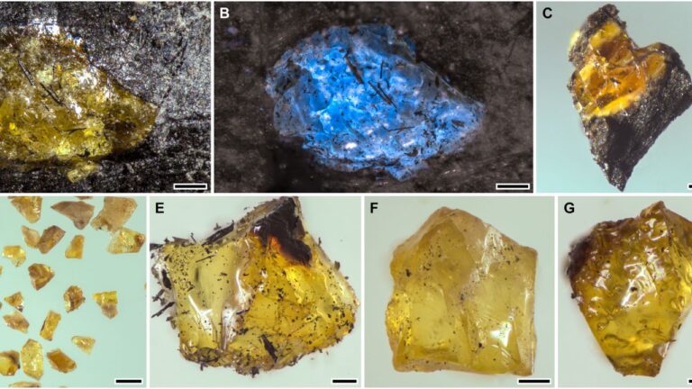 Âmbar mais antigo que os dinossauros é encontrado na China