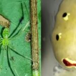 Aranha “carinha-feliz” é descoberta no Himalaia