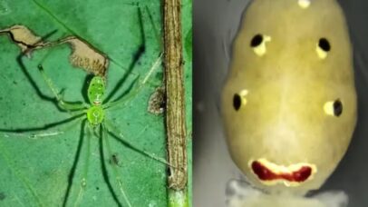 Aranha “carinha-feliz” é descoberta no Himalaia