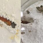 Brasileiros descobrem fungos em lagarta capaz de degradar o isopor